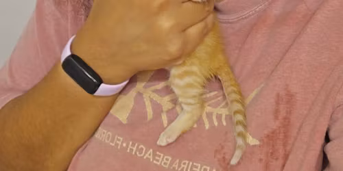Kitty Adoption Event \ud83d\udc08