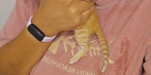 Kitty Adoption Event \ud83d\udc08