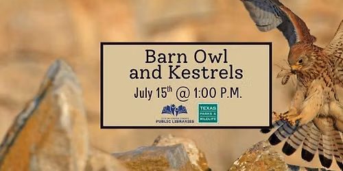 Barn Owl and Kestrels