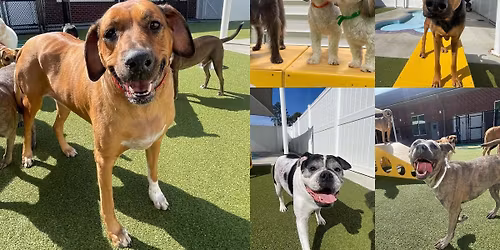 PetSuites 25th Anniversary Pawty