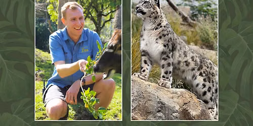 Celebrate International Snow Leopard Day - a talk with Wellington Zoo