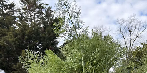 Paradise Together: Growing Food Year Round