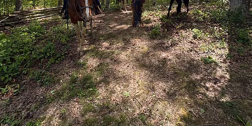 Intermediate-Advanced Trail Ride at Natchez Trace in Franklin