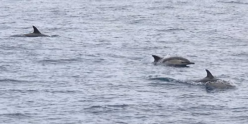 National Marine Week: National Whale and Dolphin Watch at Durlston