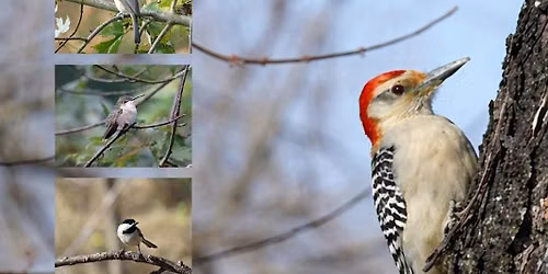 Meet the Author- Sing, Chirp, Explore: A Kid's Guide to Backyard Birding