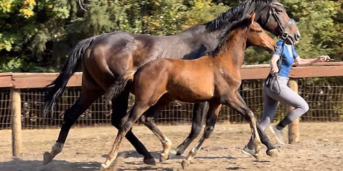 Horse Handling Clinic