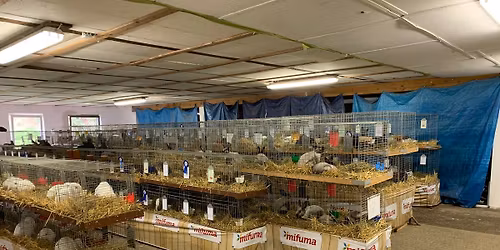 Gemeinsame KV Schau Waldeck Frankenberg + Schwalm \/ Eder