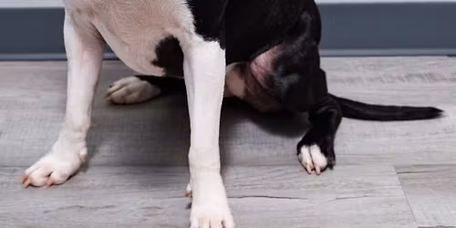 Dog Adoption Event @PetSmart-Monroe St