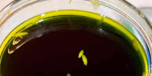 Herbal Medicine-Makers Series: Tinctures!