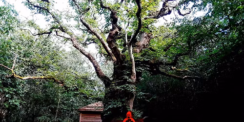 Mamia Company: Punainen