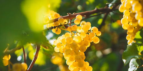 Cool Climate Chardonnay Tasting