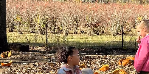 Annual Pumpkins for Pigs