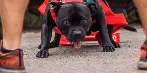 DOGGY GYM weight pull party 2026