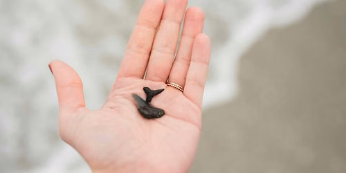 Jersey Shore Fossil Hunt