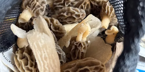 Food Foraging Walk on Belle Isle