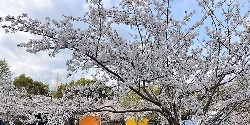 3\/22(\u65e5)11:00\u4e88\u795d\u304a\u82b1\u898b@\u821e\u9db4\u516c\u5712