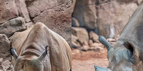 Wild for Rhinos