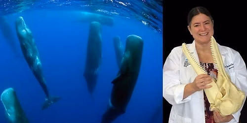 Beauty IN the Beast: Comparative Anatomy of Sound Production