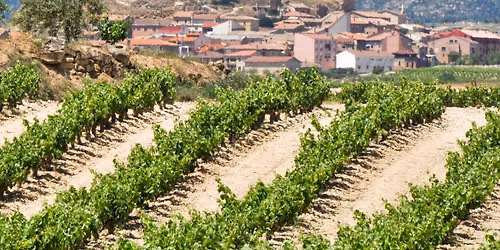 Discover the Wines from Spain