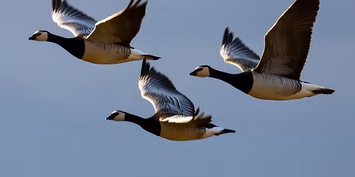 Own transport trip to Danish Camp, Willington, Beds