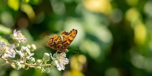 Wildlife & Wellbeing Walks at Shillingford Organics
