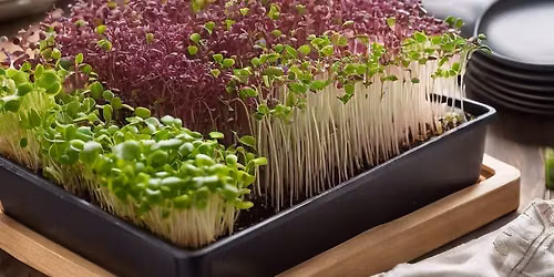 Learn to Grow with Greenie