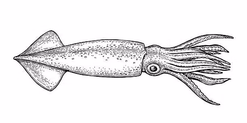 Squid Dissection