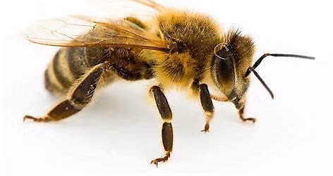 "ALL YOU NEED TO KNOW ABOUT BEEKEEPING" - Derek Cartwright