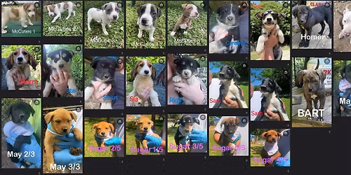 Puppy Flight: SUNDAY May 24 @ 10:50 am CDT