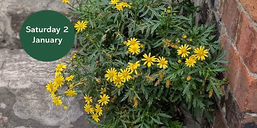 New Year Plant Hunt