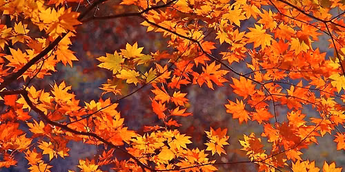 Fall Into Wellness with Get To The Point