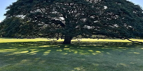 Forest Bathing Beyond the Horizon