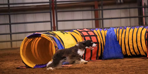 Dallas-Ft. Worth English Springer Spaniel Assoc. AKC trial