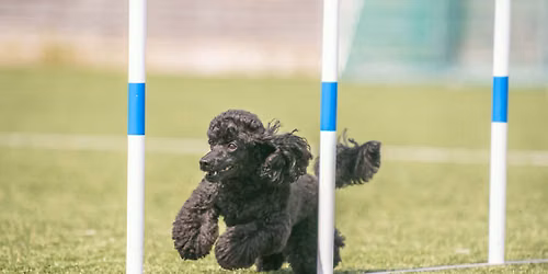 Agility Nybegynnerkurs 16-18. oktober 2026