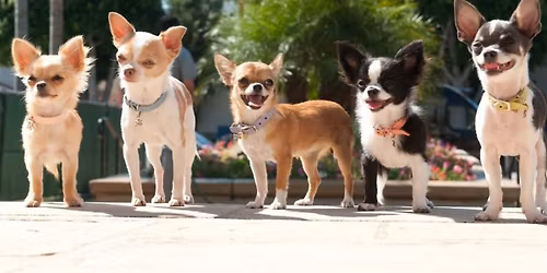 Chihuahuas meetup\ud83d\udc3e