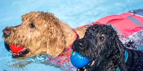 Paws In The Pool - End of Pool Season - Dog Swim event
