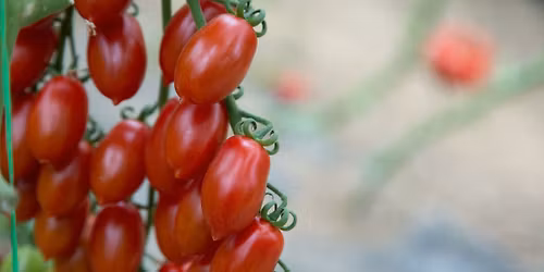 Seed Starting Class Seeds Included Spring Session $125.00