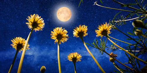 Full Moon Walk