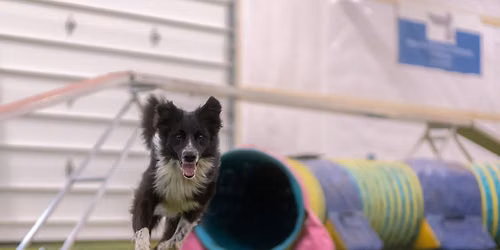 Agility for Beginners