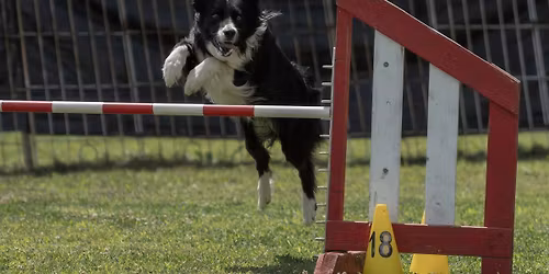 July 11-12 AAC Trial