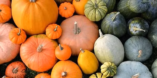 Growing Pumpkins together