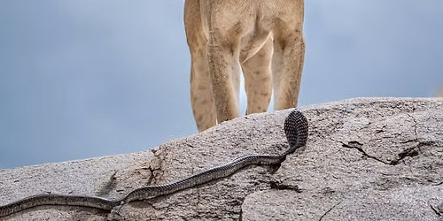 Sunday Guided Tour in English: Wildlife Photographer of the Year