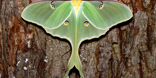 Mothing by the Moon
