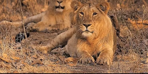 Mafia At Gir Forest (Full Ho Gaya)