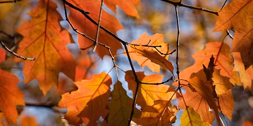 Hike with Jane: Fall Leaf Color Hunt - Why Leaves Change