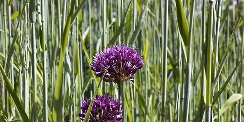 Tantra med k\u00f8n, kraft og ligev\u00e6rd \u2013 for par