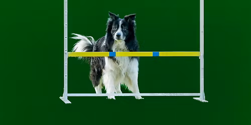 Koir\u00e1cke zimn\u00ed ob\u00e9\u010dko - zkou\u0161ky obedience + tr\u00e9ninkov\u00e9 zkou\u0161ky