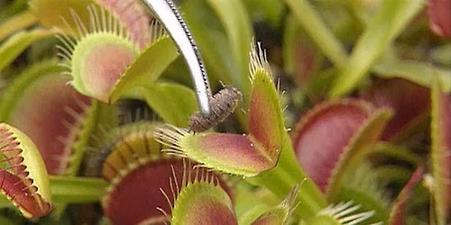 Kid's Class: Carnivorous Plants
