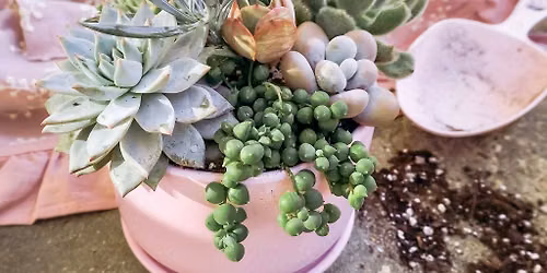 Succulents & Sips Succulent Arrangement Workshop (NOLA Location)