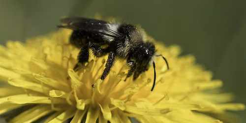 Introduction to solitary bees